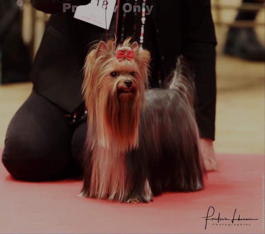 Publication : of Dream Corsica 