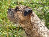 Étalon Border Terrier - Legend des gardiens de la pampa Des gardiens de la pampa 