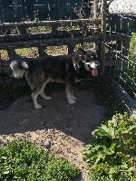 Étalon Alaskan Malamute - Maïkwa de la légende du loup blanc De La Plaine Des Sages