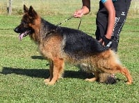 Étalon Berger Allemand Poil Long - CH. Leon du jardin de Mesoz