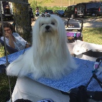 Étalon Bichon maltais - CH. theogonia made for love