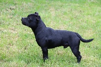 Étalon Staffordshire Bull Terrier - Chic's Story Staff New black apls