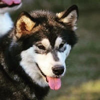 Étalon Alaskan Malamute - Lady topa don t forget you of Blue Track