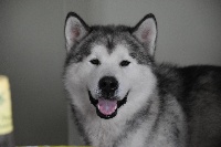 Étalon Alaskan Malamute - Milwock of Blue Track