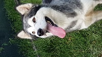 Étalon Alaskan Malamute - Pinknightmare-nd (Sans Affixe)