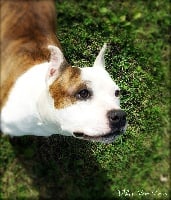 Étalon American Staffordshire Terrier - Iva lord of best's