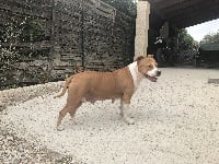 Étalon American Staffordshire Terrier - Des Gardiens De Malléa Indra
