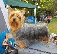 Étalon Australian Silky Terrier - CH. Maya de la Lande Barbot