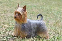 Étalon Australian Silky Terrier - CH. paradise passion The one to be