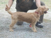 Étalon Basset fauve de Bretagne - Negus du Domaine D'Asgard