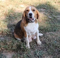 Étalon Beagle - Mia in love for me Des Collines Du Lac De Paladru