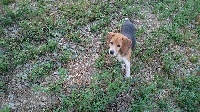 Étalon Beagle - Junon (Sans Affixe)