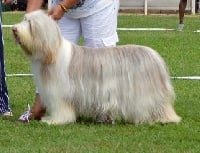 Étalon Bearded Collie - Marquise des anges des Emeraudes du Lac