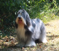 Étalon Bearded Collie - Muse de Chester