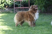 Étalon Berger Australien - Winnie , l'percival of Blue Grass Ranch