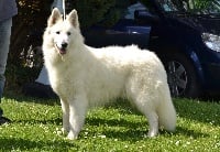 Étalon Berger Blanc Suisse - Lucky star Du Bois Des Ternes