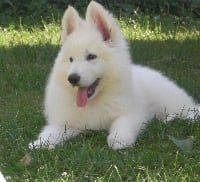 Étalon Berger Blanc Suisse - Oxane la belle Des Bergers Du Maine