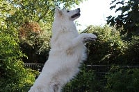 Étalon Berger Blanc Suisse - Heliot Du clos des duchesses