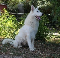 Étalon Berger Blanc Suisse - Hurka Des Gardiens D'annwvyn