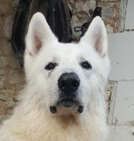 Étalon Berger Blanc Suisse - Loundge du Flo des Roses