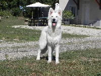 Étalon Berger Blanc Suisse - Osiris des Terres d'Azade