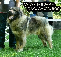 Étalon Berger Yougoslave de Charplanina - CH. varga's bull Jenky
