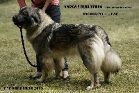 Étalon Berger Yougoslave de Charplanina - CH. varga's bull Tekla
