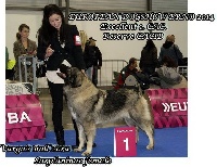 Étalon Berger Yougoslave de Charplanina - CH. varga's bull Zora