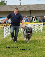Étalon Berger Yougoslave de Charplanina - varga's bull Elin
