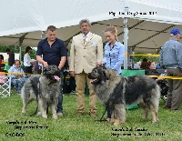 Étalon Berger Yougoslave de Charplanina - CH. varga's bull Cassius