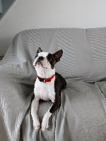 Étalon Boston Terrier - Louna Du Gang Masqué