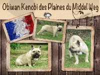 Étalon Bouledogue français - Obiwan kenobi des Plaines du Middel Weg