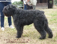 Étalon Bouvier des Flandres - CH. Guan-yin de la Mallerie des Landelles