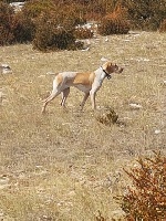 Étalon Braque de l'Ariège - CH. Liloye De La Croix De L'Aiguillon