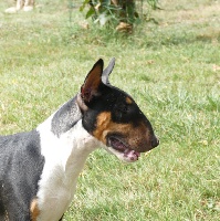 Étalon Bull Terrier - Olney Du Pic Elégant