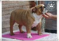 Étalon Bulldog Anglais - Dama roja King´s Feeling