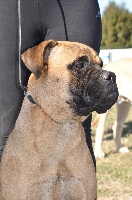 Étalon Bullmastiff - Oprah winfrey des Hauts de Gaumont