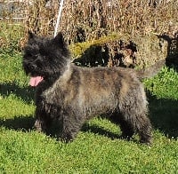 Étalon Cairn Terrier - Just gigolo Des Fauves D'orient