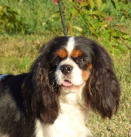 Étalon Cavalier King Charles Spaniel - Méli mélo de la bergerie d'argent