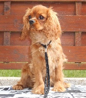 Étalon Cavalier King Charles Spaniel - Liberté chérie D'ysatis