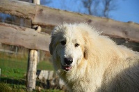 Étalon Chien de Montagne des Pyrenees - Jaliska Du pic de viscos