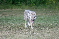 Étalon Chien-loup tchecoslovaque - Love for ever du Sandera Celeste