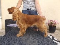 Étalon Cocker Spaniel Anglais - Nickie duchesse de Nimrody