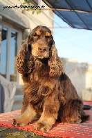 Étalon Cocker Spaniel Anglais - Idée folle du marais poitevin