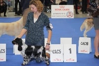 Étalon Cocker Spaniel Anglais - So sweet and Lovely Madison square garden