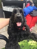 Étalon Cocker Spaniel Anglais - Mèden Âgan Jumping jack flash