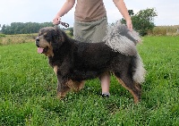 Étalon Dogue du Tibet - Princesse padme hum de la Vallée du Kyl