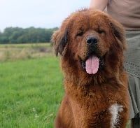 Étalon Dogue du Tibet - Pandit de la Vallée du Kyl