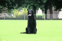 Étalon Flat Coated Retriever - J'ai crié victoire de la passe de l'eider