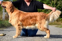 Étalon Golden Retriever - CH. Pandore Du Vivier Au Bois